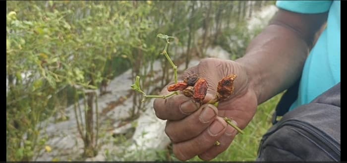 Ratusan Hektare Lahan Cabai di Jember Diserang Antraknosa