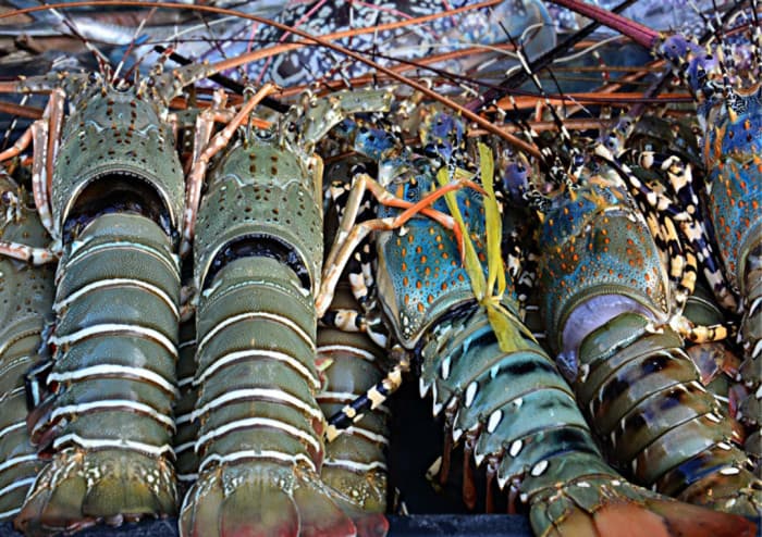 Tingkatkan Nilai Tambah, Legislator Dorong Budidaya Komoditas Benih Lobster