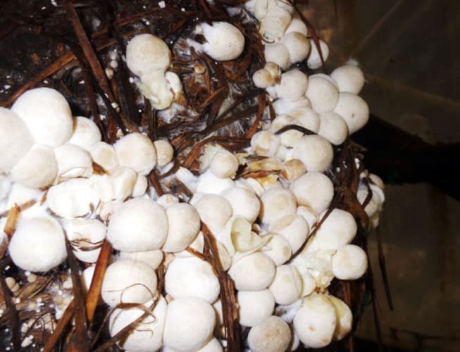 Jamur Tandan Kosong Sawit Khas Solok