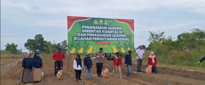 Sinergi Polri dan Petani, Penanaman Jagung Serentak Digelar di Banjarbaru Penulis: Ibnu Mubarak
