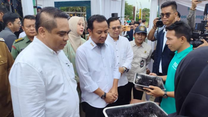 Sasar Ekspor ke Negara Jepang, Dua Desa di Sulsel Budidaya Landak Laut