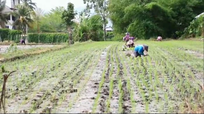 NTP NTB Naik 1,61 Persen, Daya Beli Petani Menguat