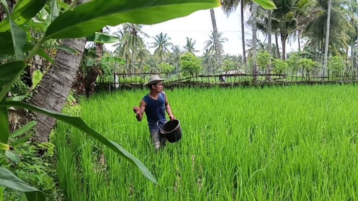 Stok Pupuk Aman, Petani Lombok Timur Optimistis Hadapi Awal Musim Tanam 2026